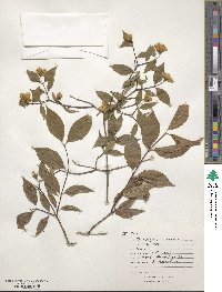 Philadelphus inodorus image