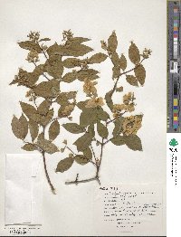 Philadelphus inodorus image