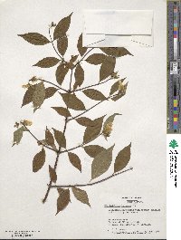 Philadelphus inodorus image