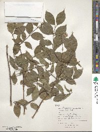 Philadelphus inodorus image