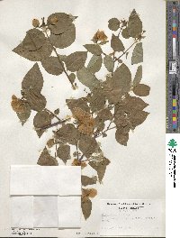 Philadelphus inodorus image