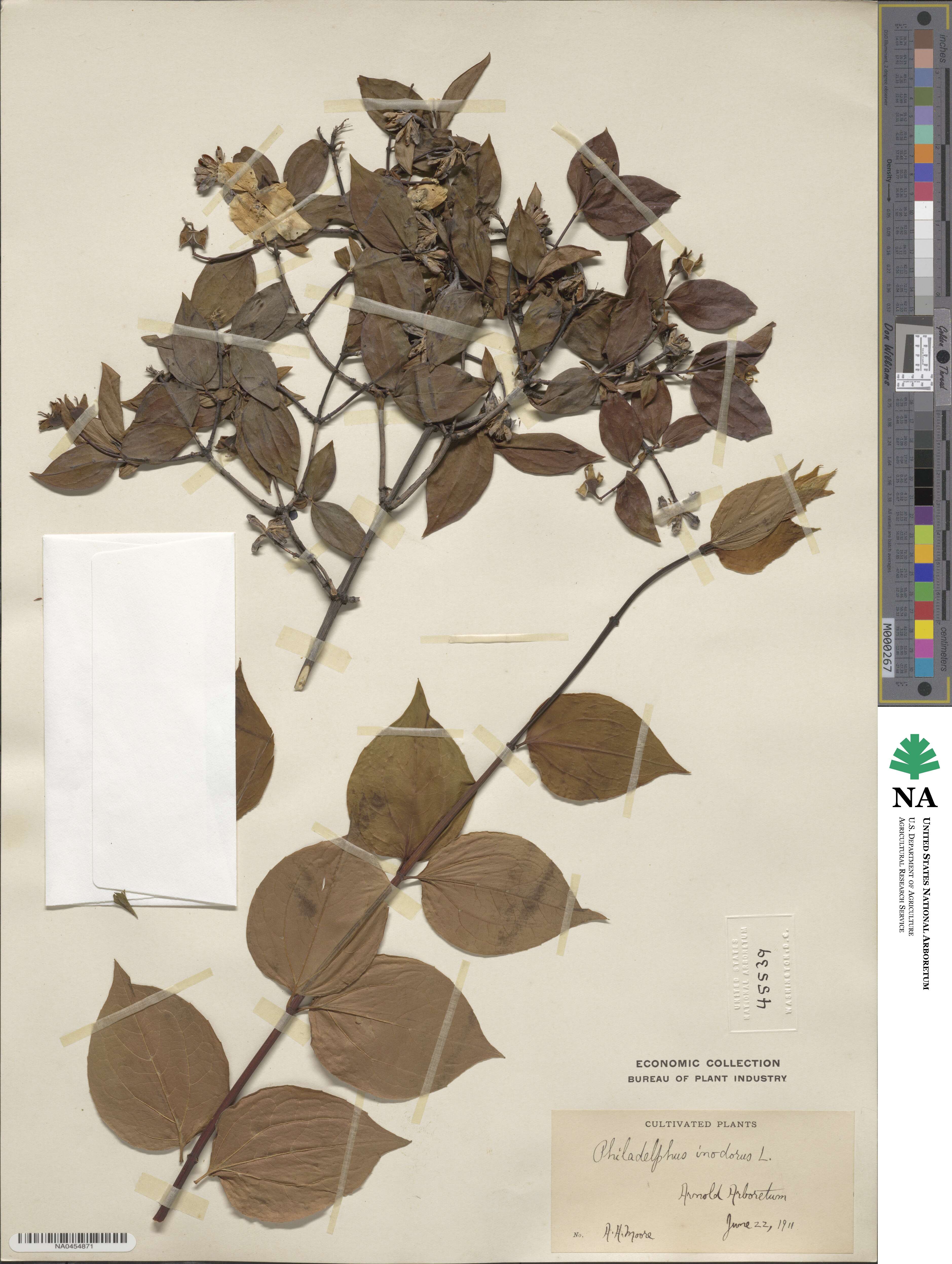 Philadelphus inodorus image