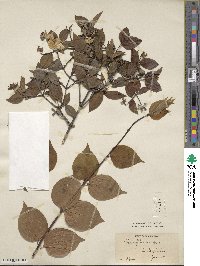 Philadelphus inodorus image