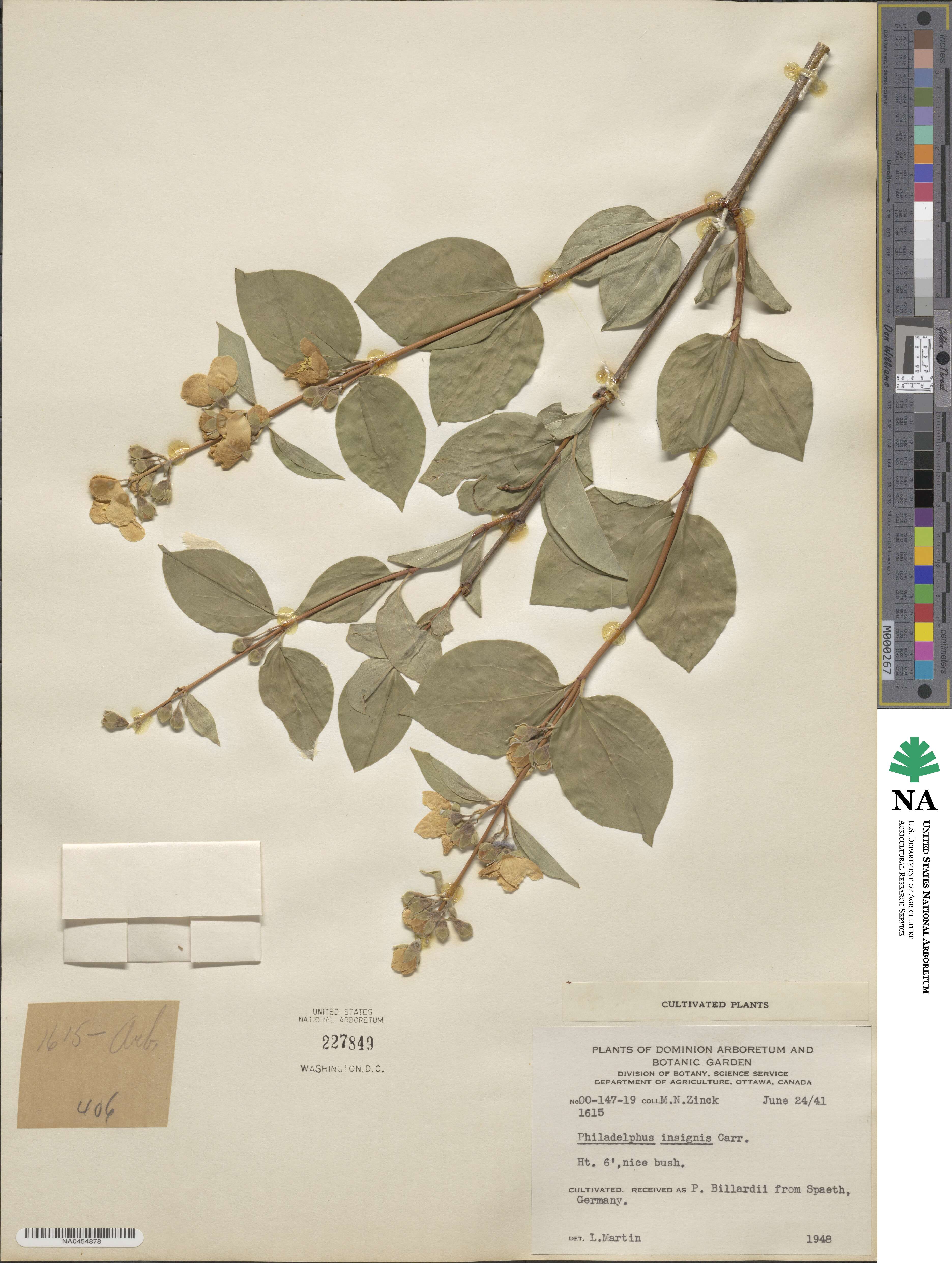 Philadelphus lewisii image