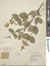 Philadelphus lewisii image