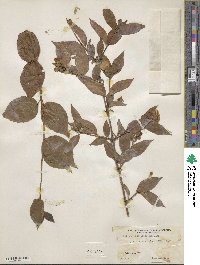 Philadelphus coronarius image