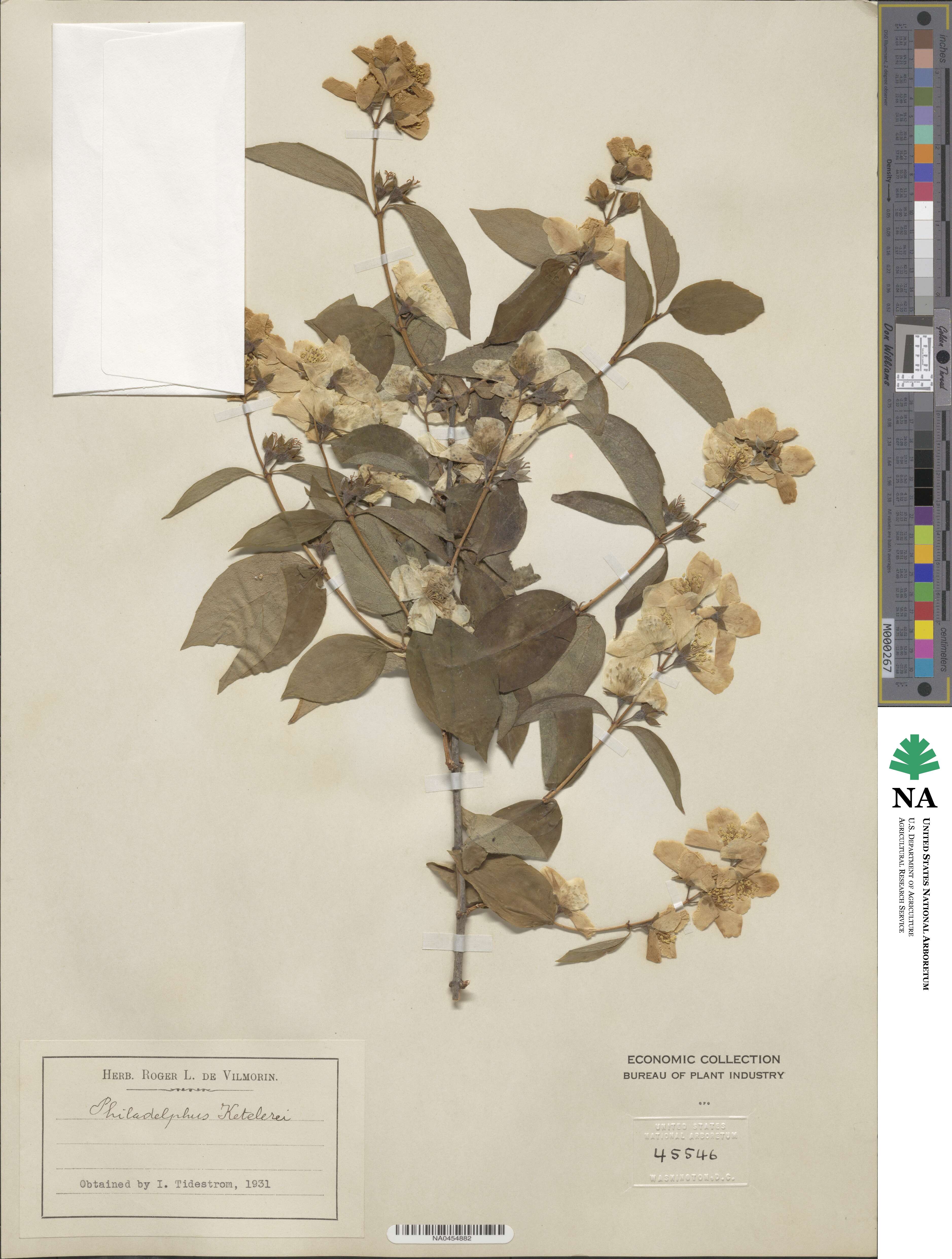 Philadelphus coronarius image