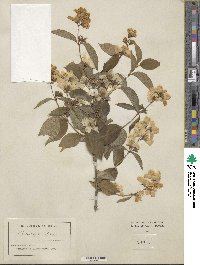 Philadelphus coronarius image