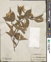 Philadelphus hirsutus image