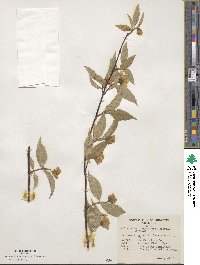 Philadelphus hirsutus image