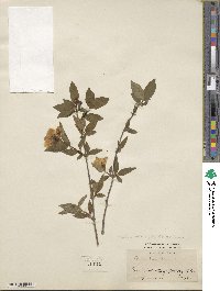 Philadelphus hirsutus image