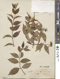 Philadelphus hirsutus image