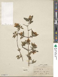 Philadelphus hirsutus image