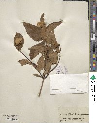 Philadelphus inodorus image