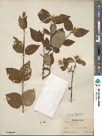 Philadelphus inodorus image