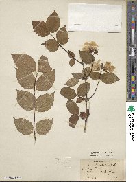 Philadelphus inodorus image