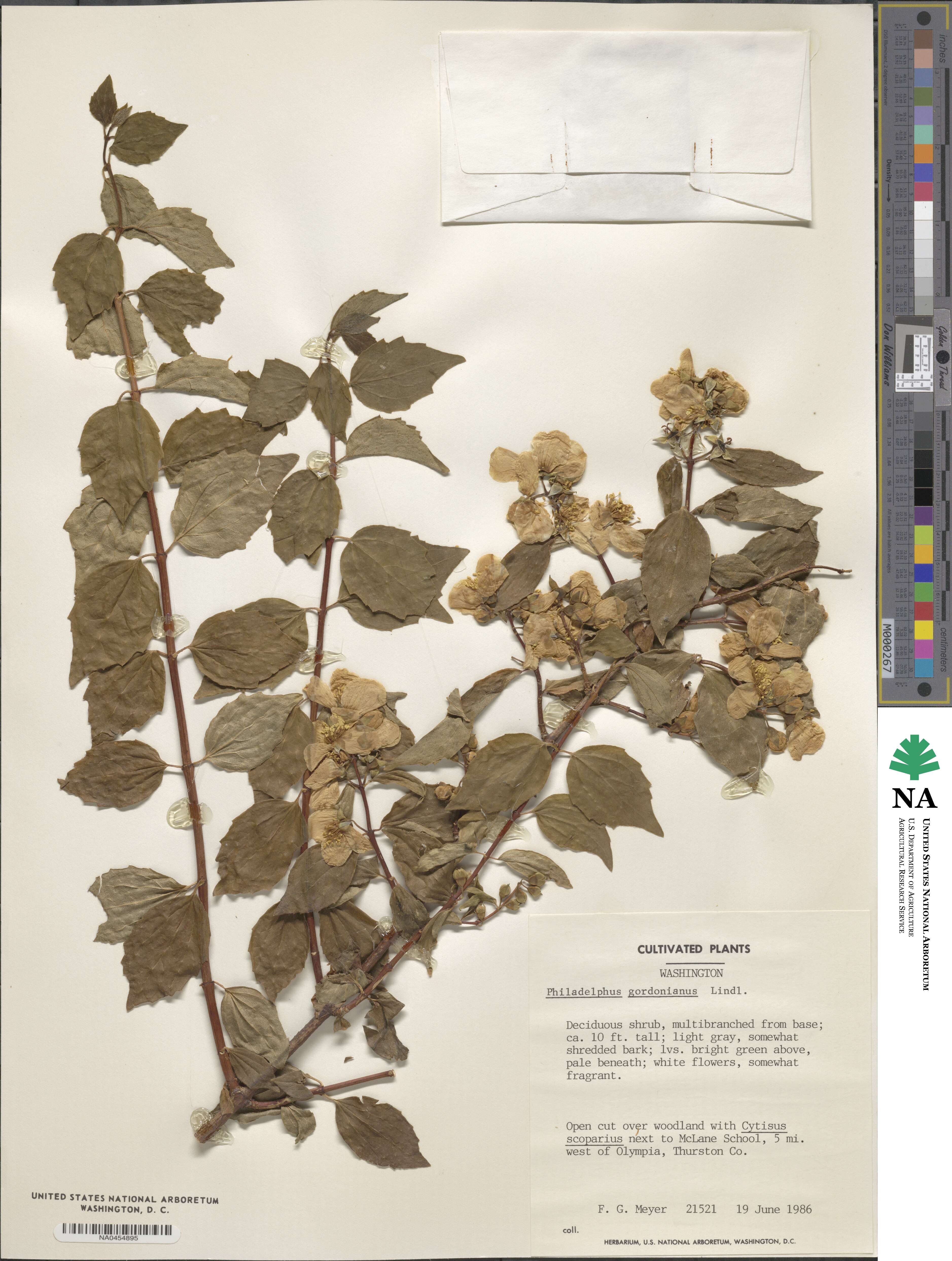 Philadelphus lewisii image