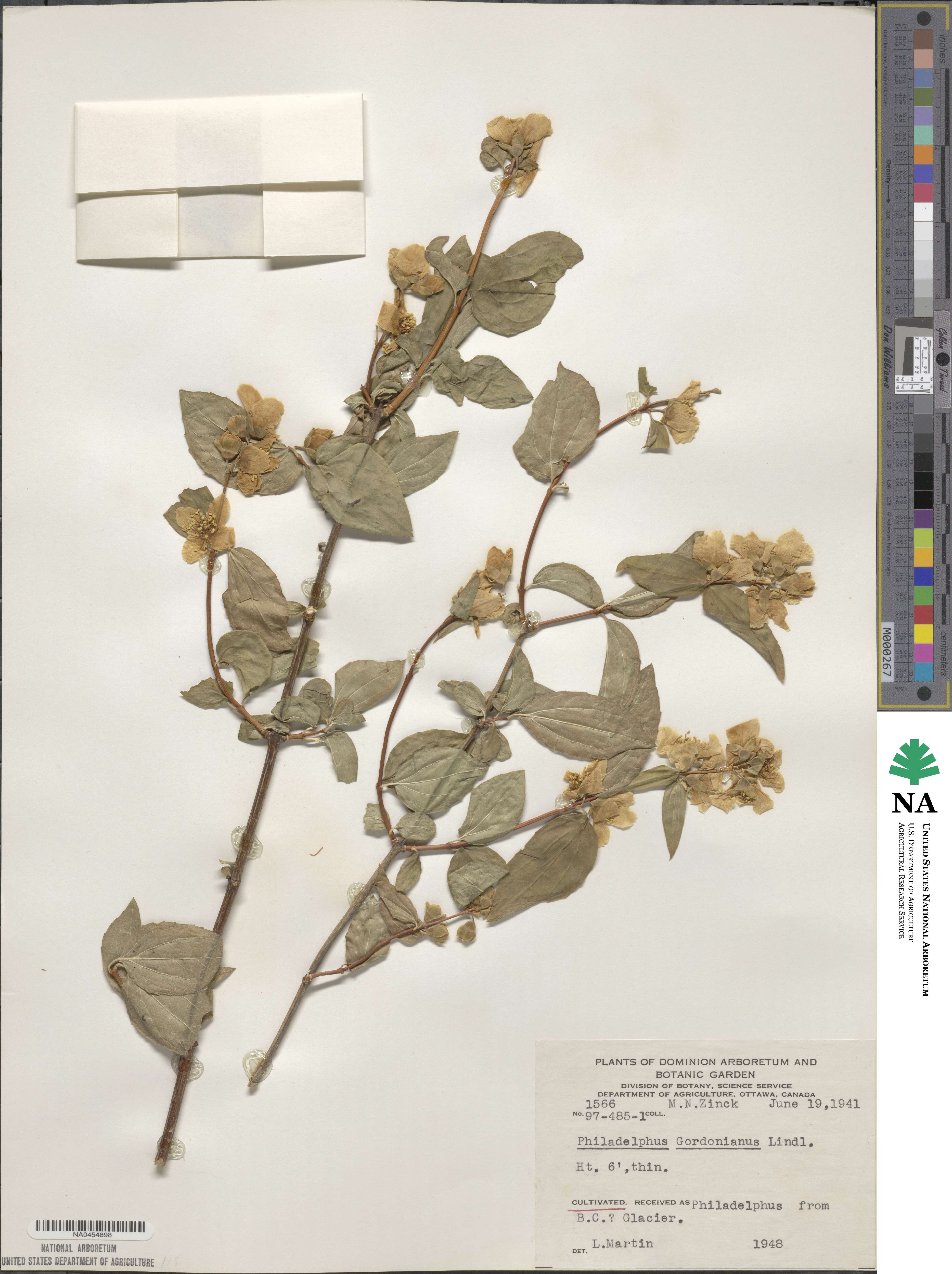 Philadelphus lewisii image