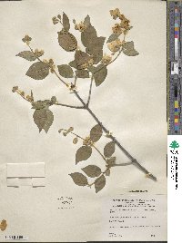 Philadelphus lewisii image