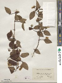 Philadelphus grandiflorus image