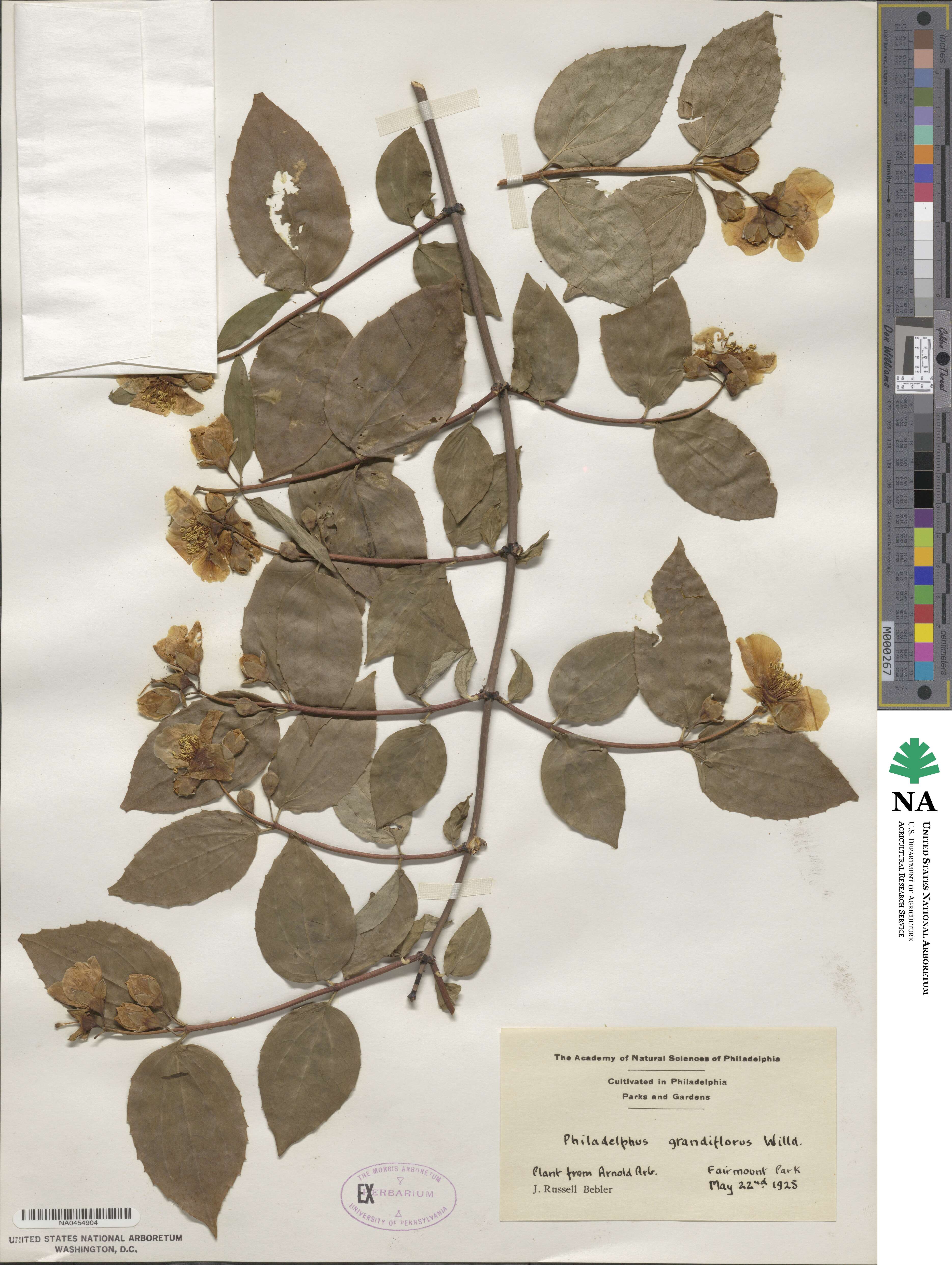 Philadelphus grandiflorus image