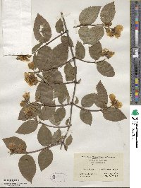 Philadelphus grandiflorus image