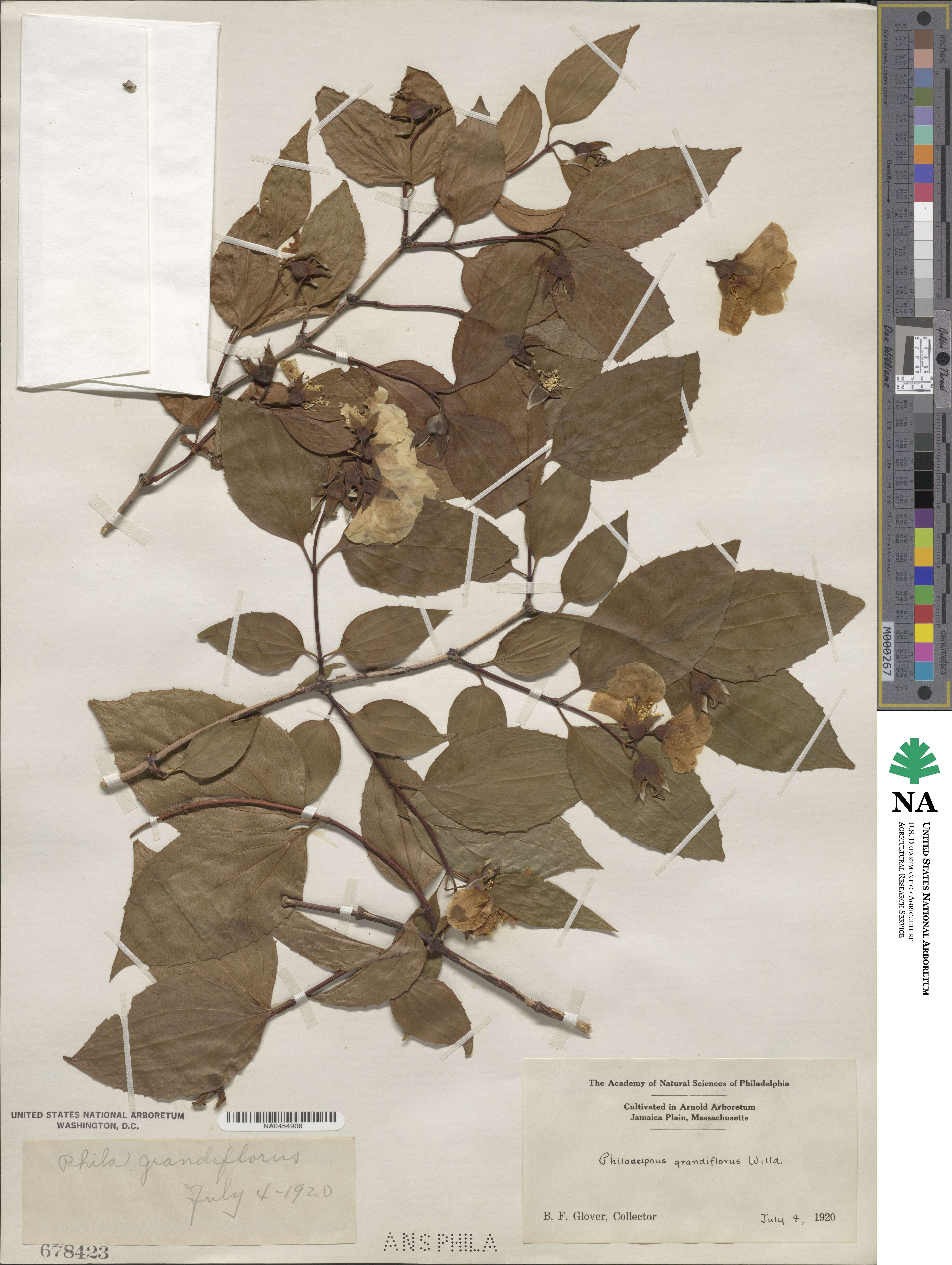 Philadelphus grandiflorus image