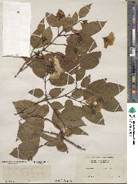 Philadelphus grandiflorus image