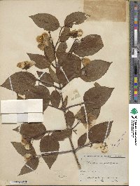 Philadelphus grandiflorus image