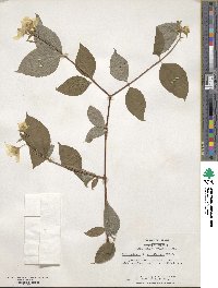 Philadelphus grandiflorus image