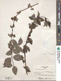 Philadelphus hirsutus image