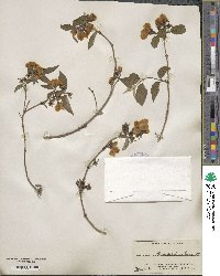 Philadelphus hirsutus image