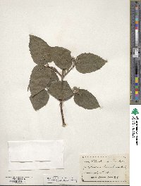 Philadelphus hirsutus image