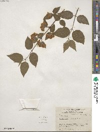 Philadelphus hirsutus image