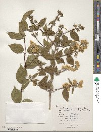 Philadelphus hirsutus image