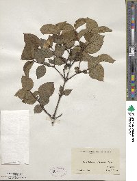 Philadelphus hirsutus image