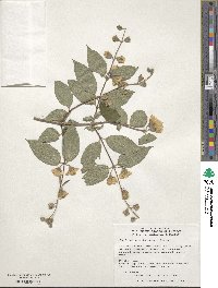 Philadelphus incanus image