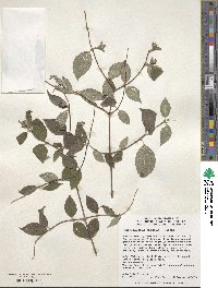 Philadelphus incanus image