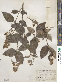 Philadelphus incanus image