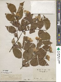 Philadelphus hirsutus image