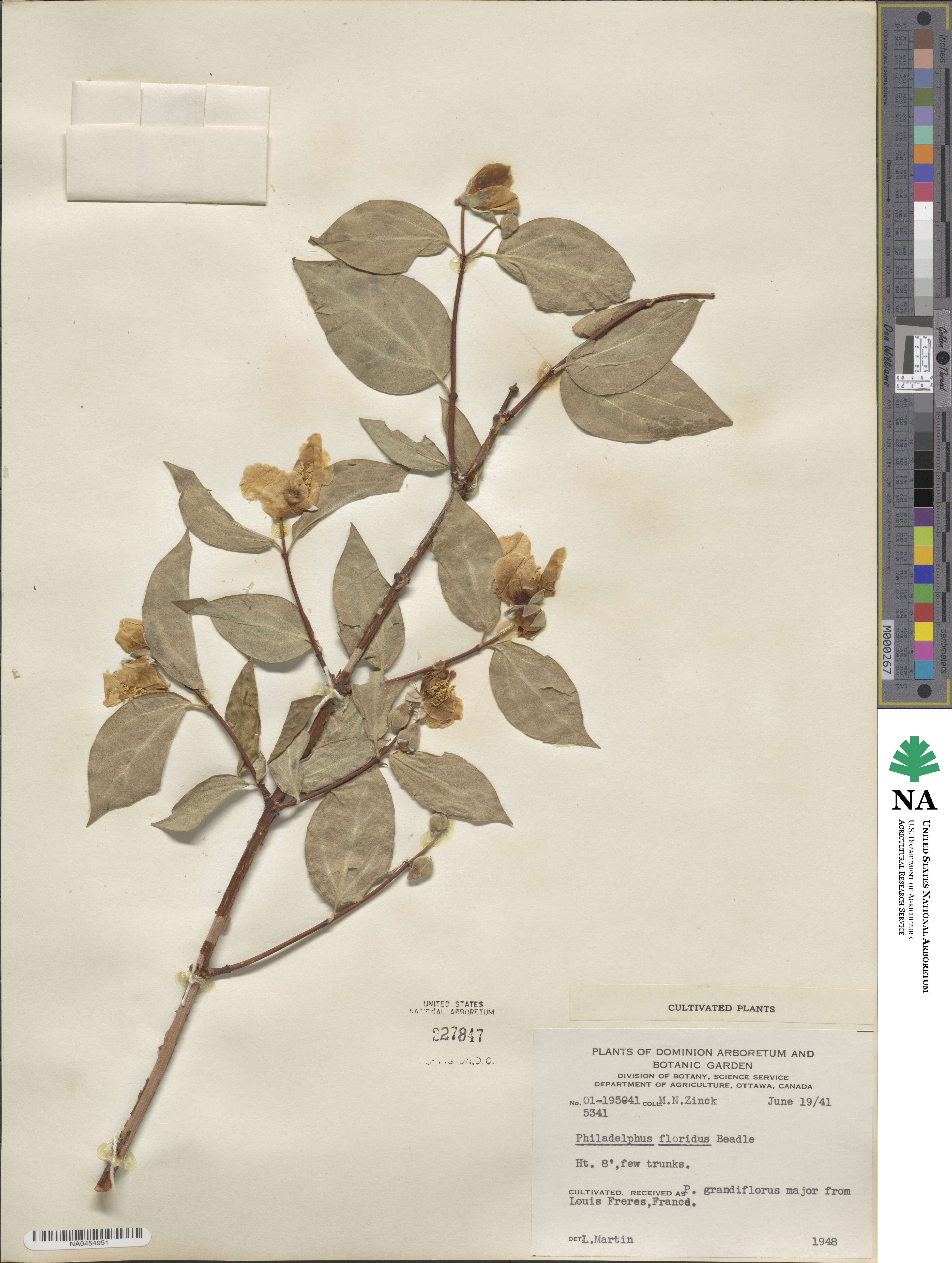 Philadelphus hirsutus image