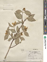 Philadelphus hirsutus image