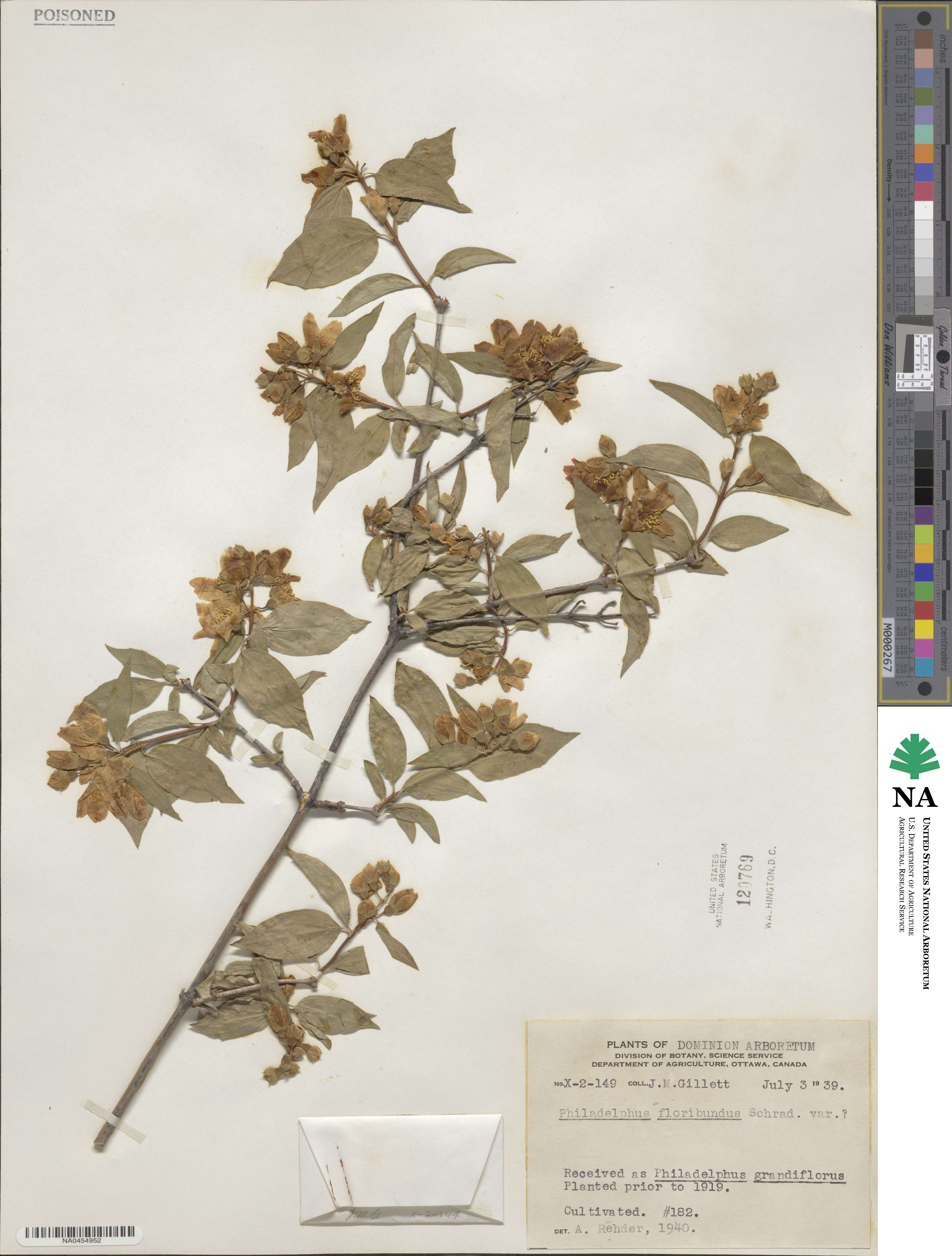 Philadelphus hirsutus image