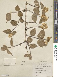 Philadelphus hirsutus image