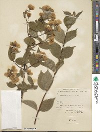 Philadelphus hirsutus image