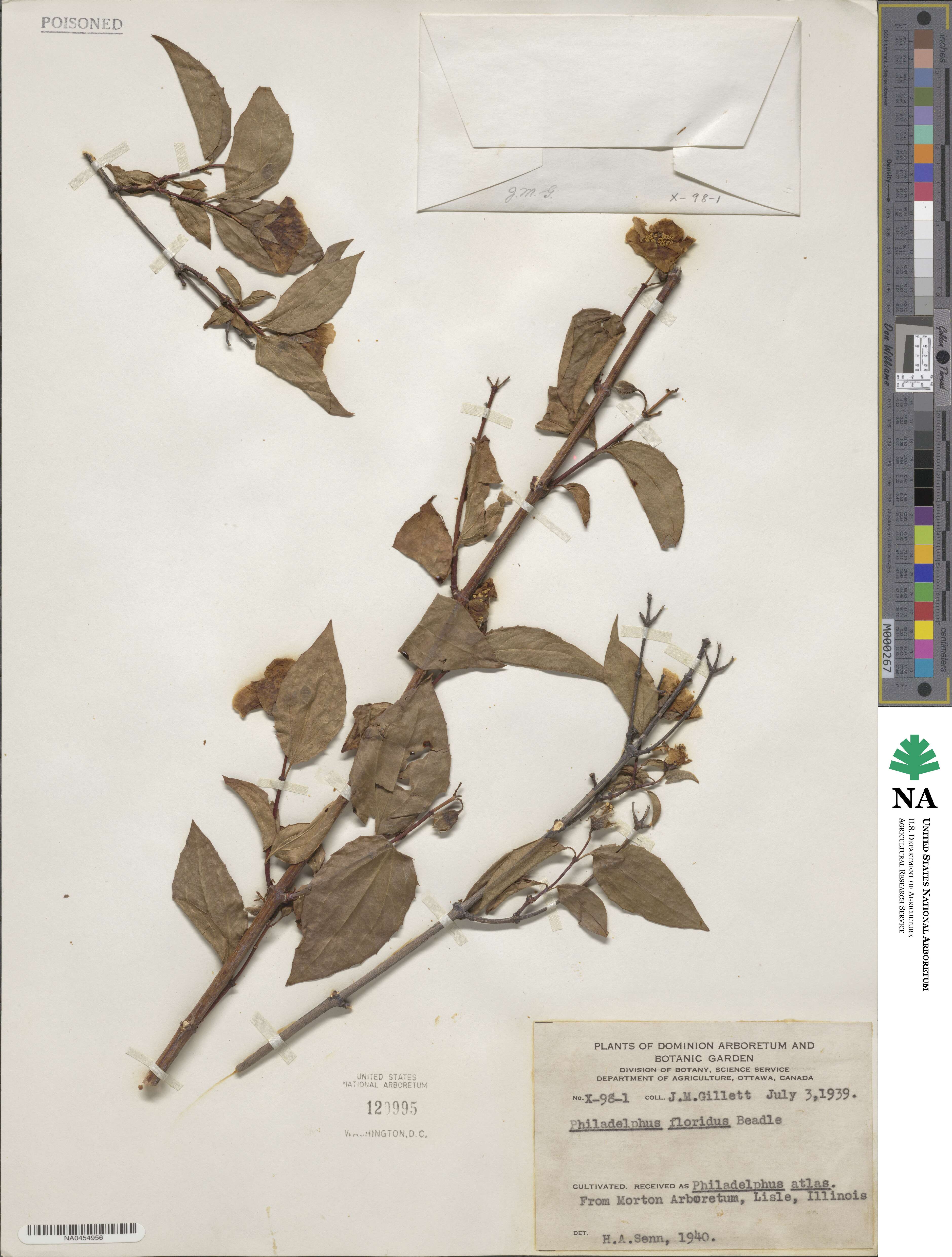 Philadelphus floridus image