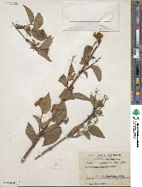 Philadelphus floridus image