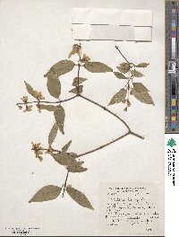 Philadelphus delavayi image