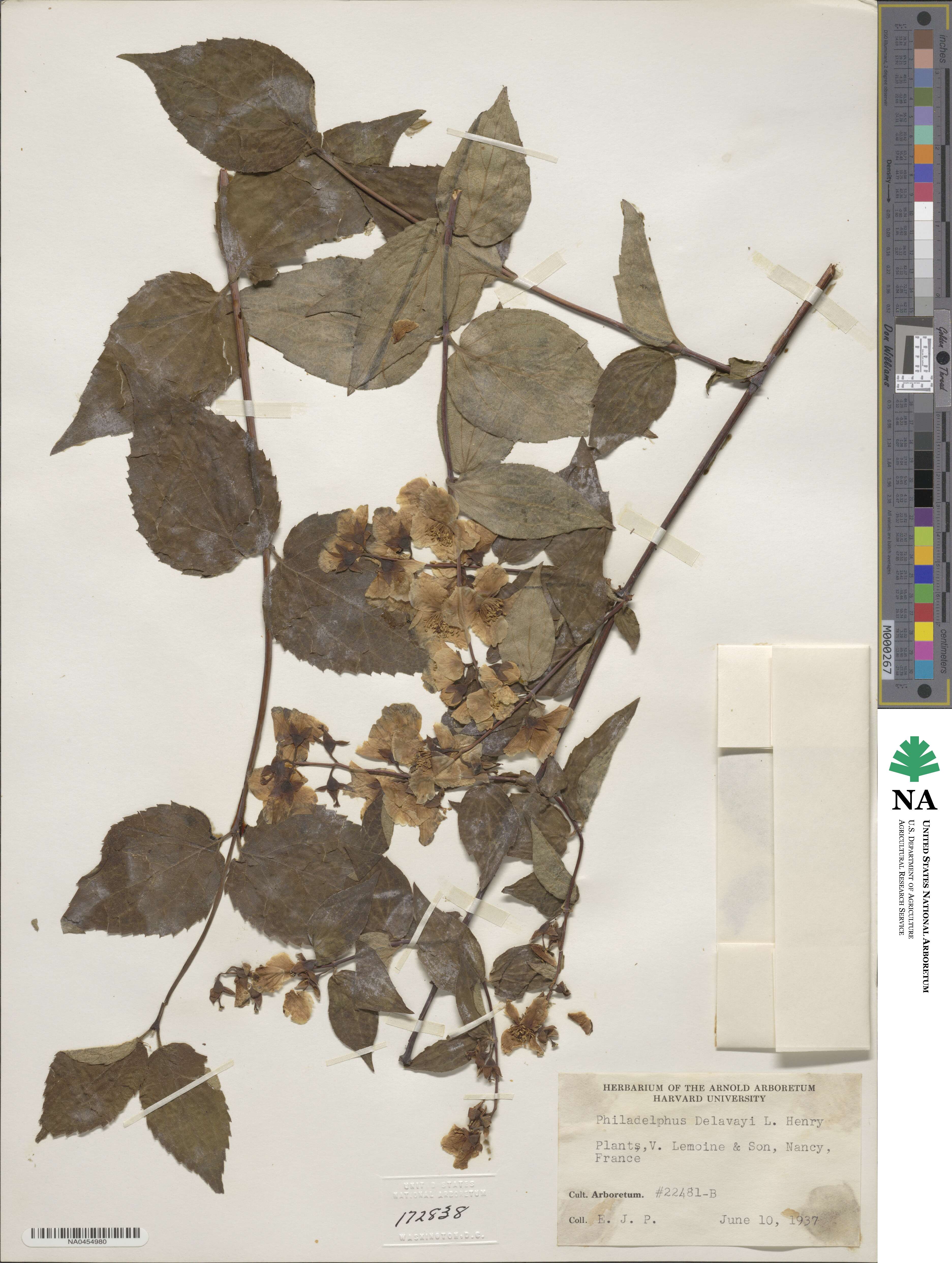 Philadelphus delavayi image