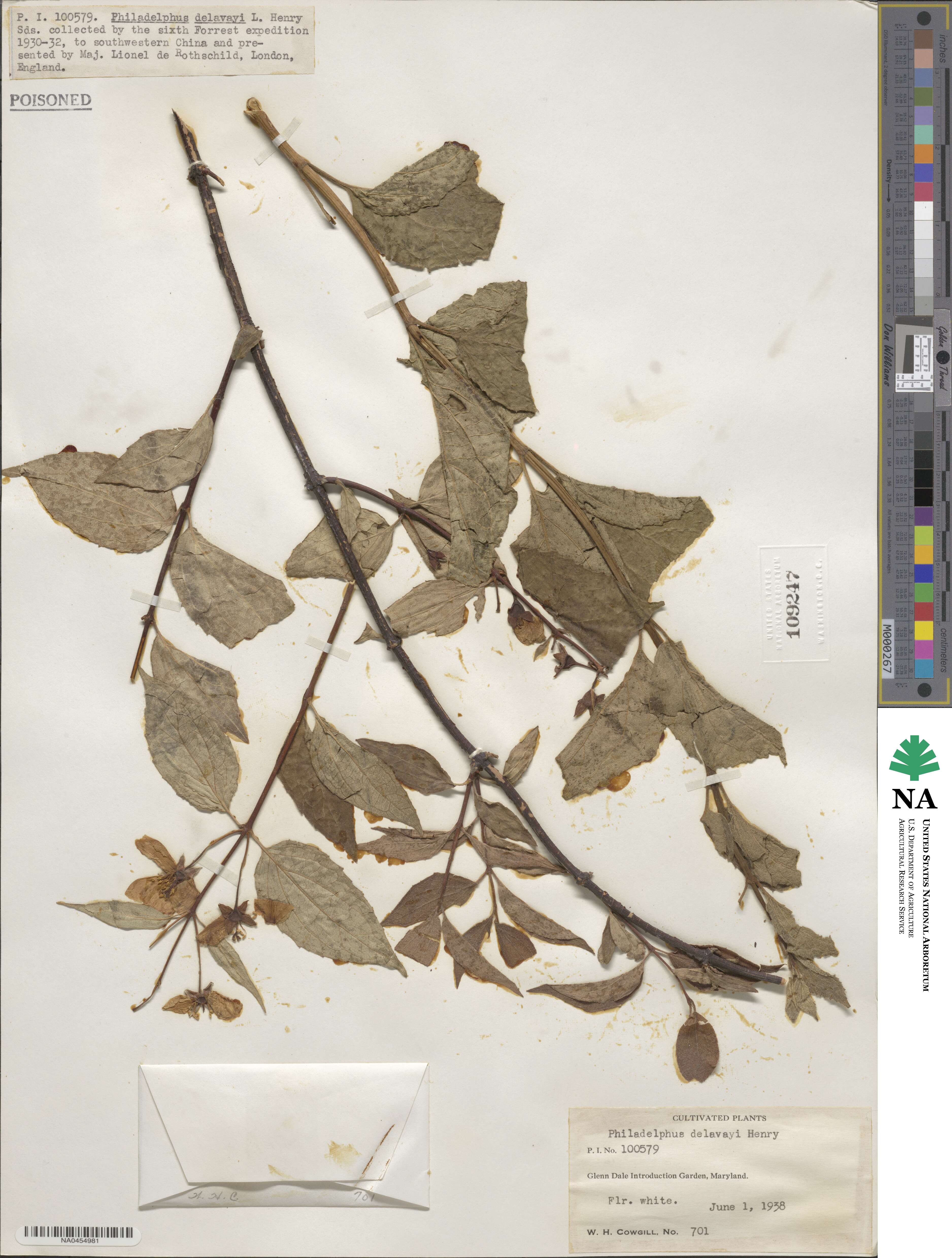 Philadelphus delavayi image